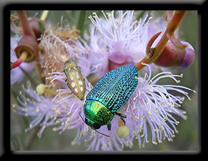 Jewel Beetle - Stigmodera gratiosa