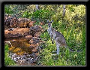 Kanga