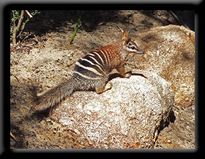 Numbat