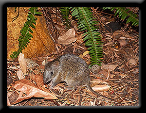 Juvenile Quenda