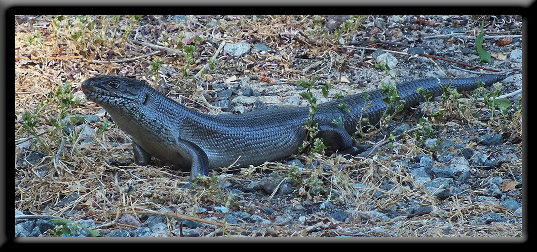 King's Skink