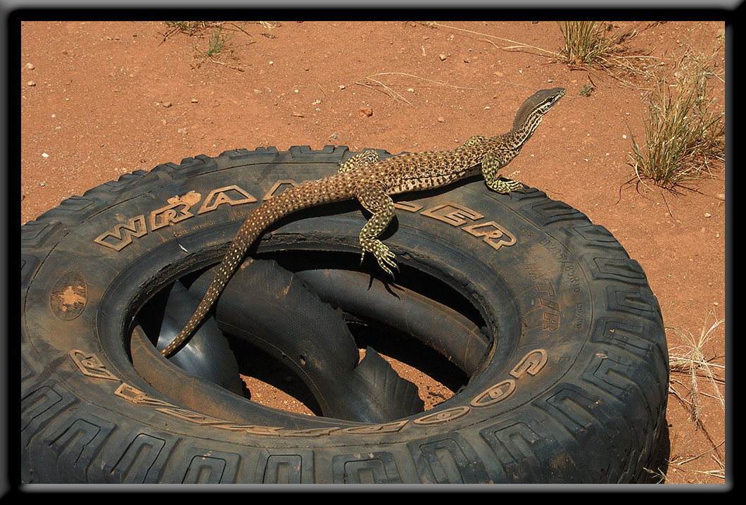 Monitor Lizard