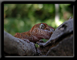 Gecko