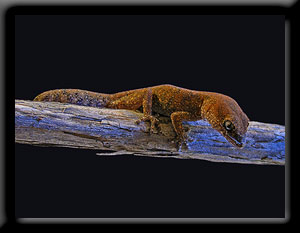Gecko