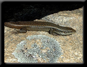 Skink