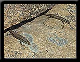 Skinks