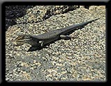 Skink