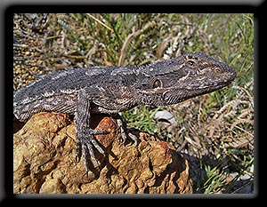 Bearded Dragon