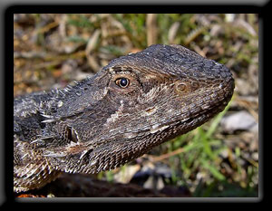 Bearded Dragon