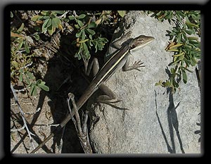 Long-Nosed Dragon