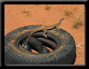 Monitor Lizard