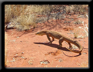 Perentie