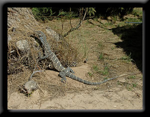 Bungarra