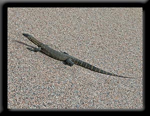 Big Lizard