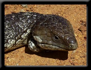 Shingleback