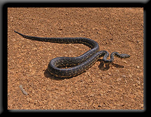 Carpet Python