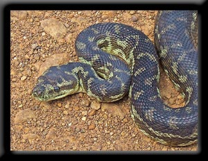 South-western Carpet Python