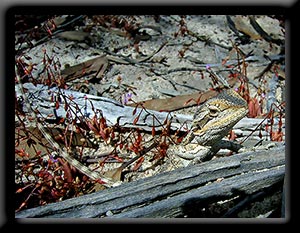 Lizard