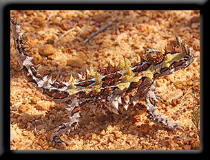 Thorny Devil - Moloch