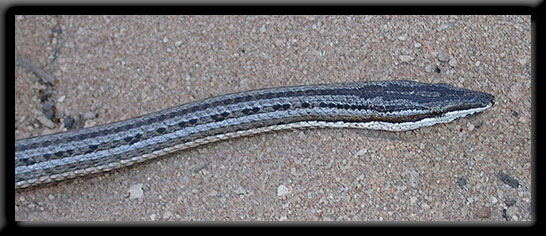 Legless Lizard