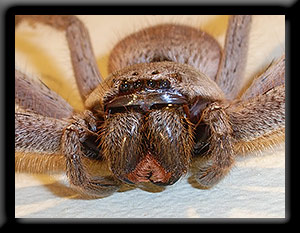 Spider Fangs