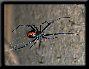 Latrodectus hasselti