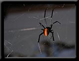 Redback