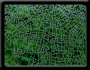 Spider Web