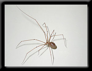 Daddy Long Legs