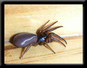Black House Spider