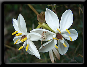 Flower Spider