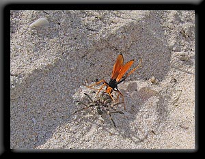 Spider and Wasp