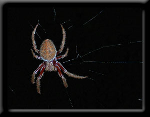 Garden Orb Spider