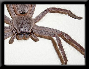 Harry the Spider