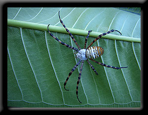 Banded Garden Spider