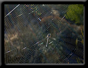 Christmas Spider