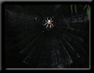 Garden Spider