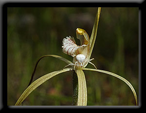 Spider Orchid Spider