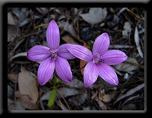 Pink Enamel Orchid