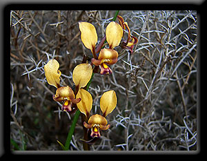 Donkey Orchids