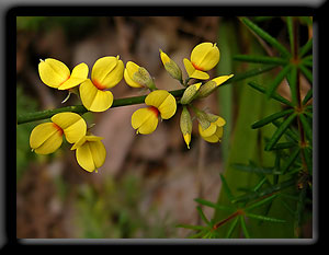 Wildflowers