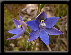 Thelymitra macrophylla