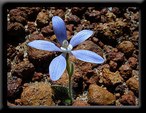 Blue China - Cyanicula gemmata