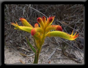 Anigozanthos humilis