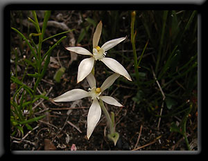 White Fairy - Caladenia marginata