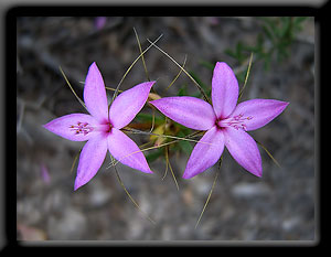 Pink Starflowers