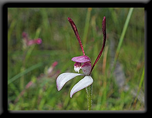 Rabbit Orchid