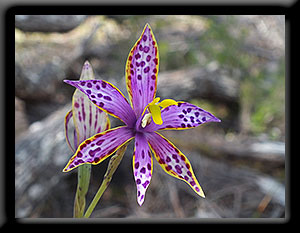 Queen of Sheba Orchid