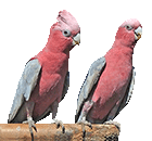 Galah