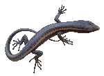 Skink
